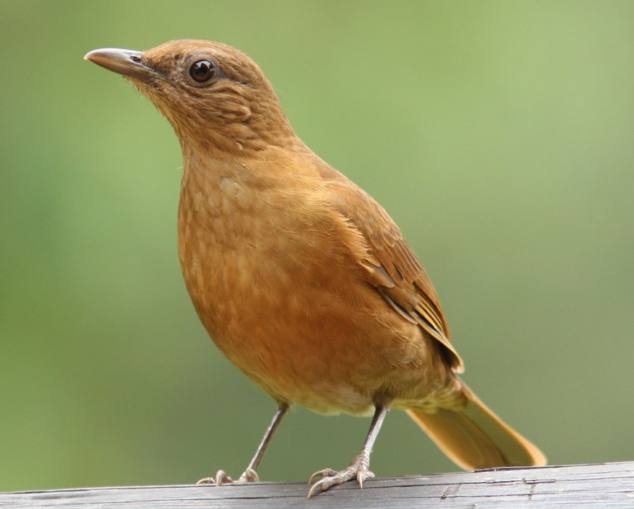 ココアムジツグミ（fumigatus グループ） - eBird