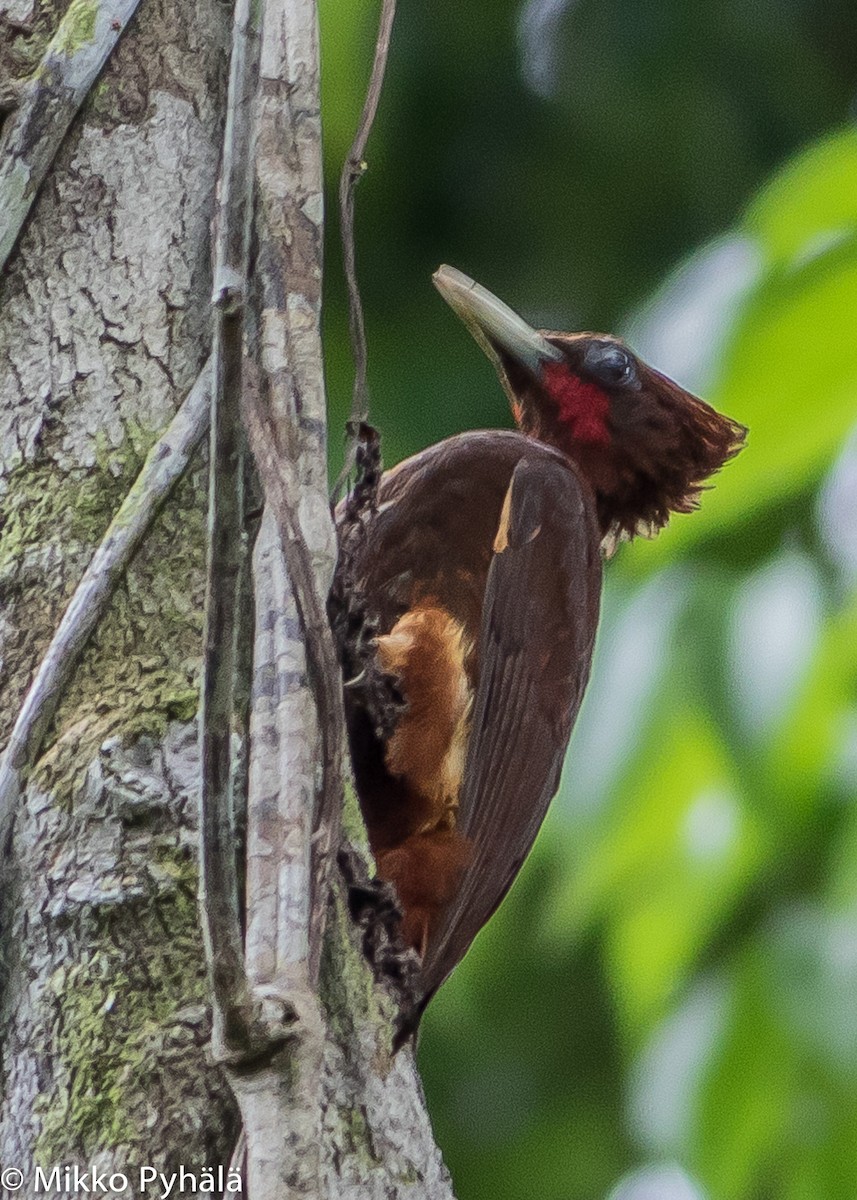 Chestnut Woodpecker - ML204713711