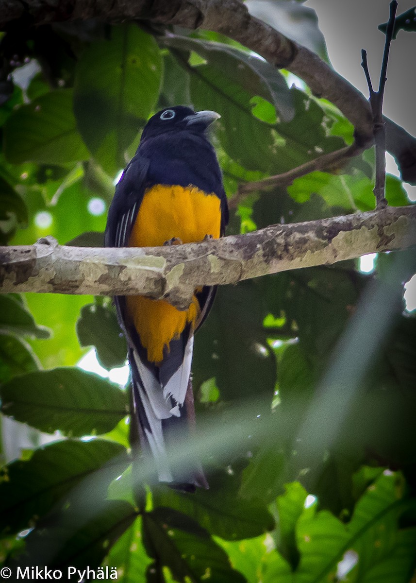 Trogon à queue blanche - ML204713751