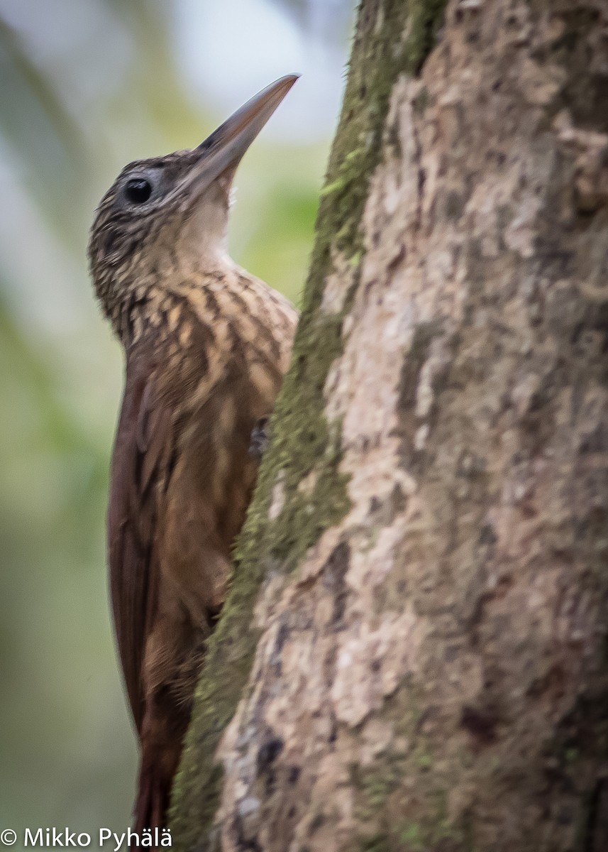 Buff-throated Woodcreeper (Lafresnaye's) - Mikko Pyhälä