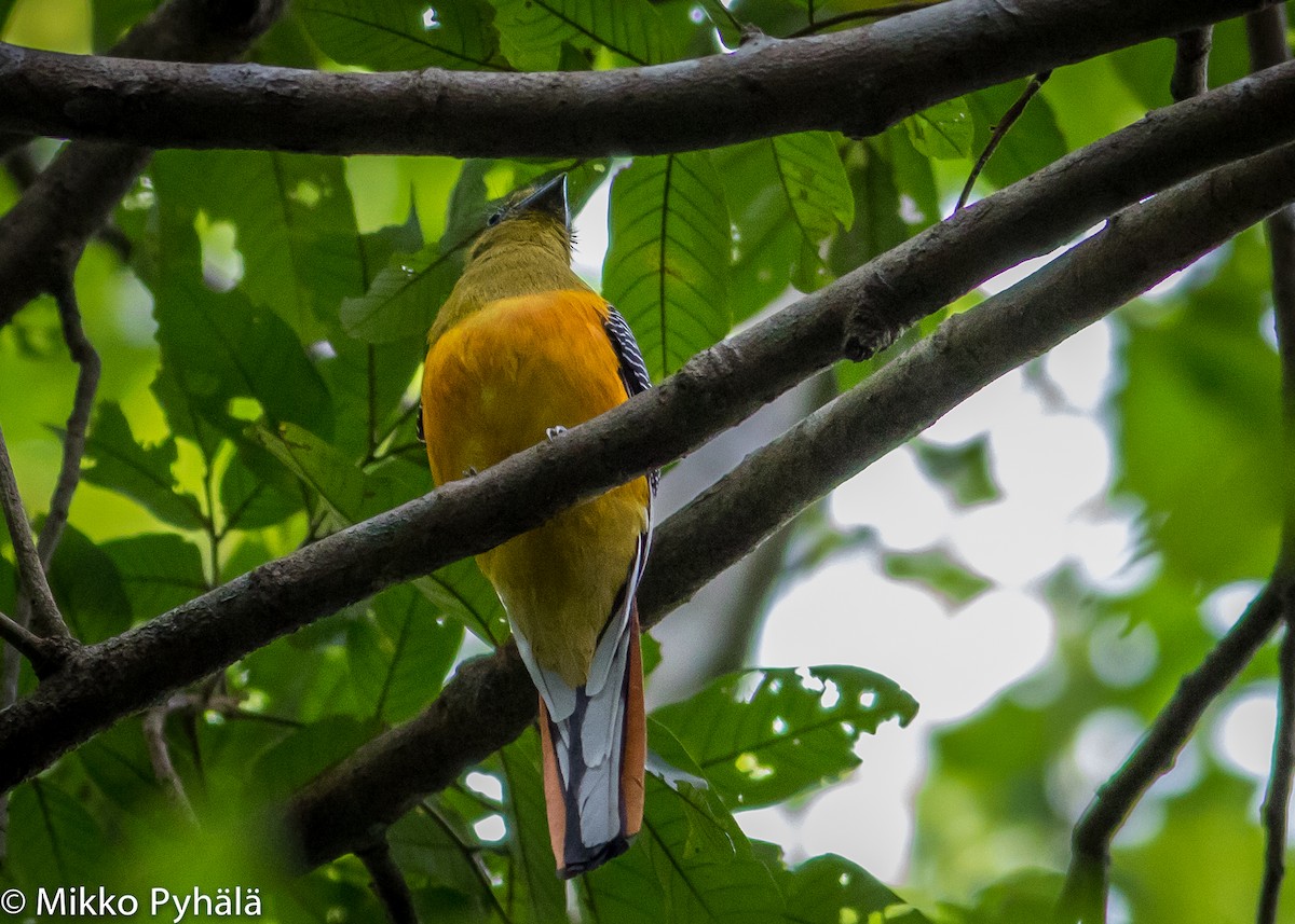 Turuncu Göğüslü Trogon [dulitensis grubu] - ML204713801