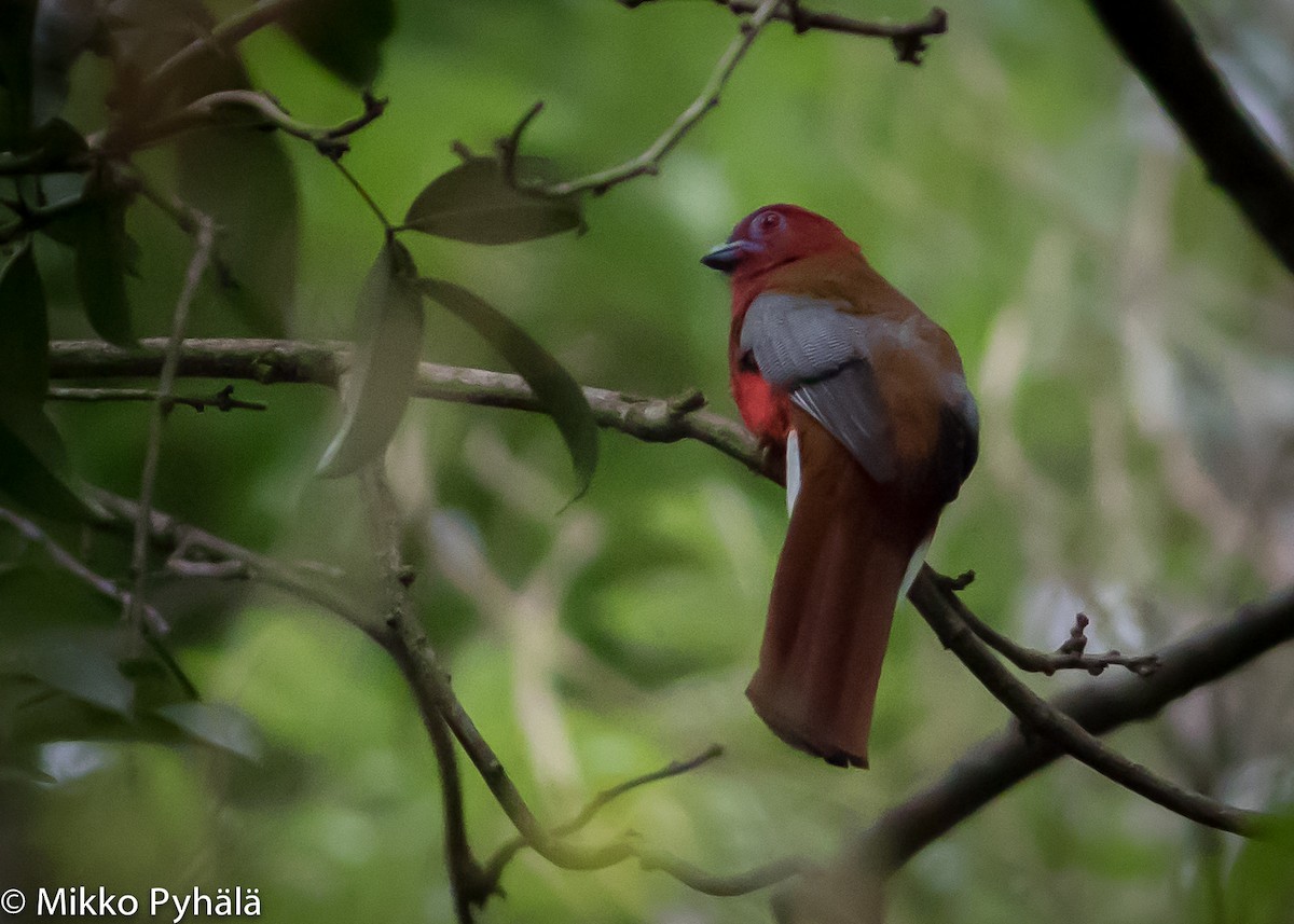 Trogon à tête rouge - ML204713811