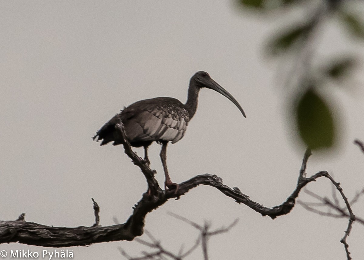 Giant Ibis - Mikko Pyhälä