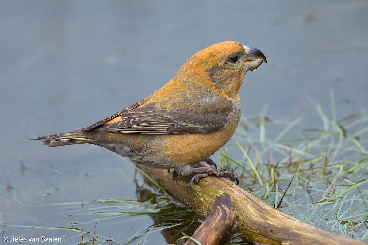 Parrot Crossbill - Jieles van Baalen