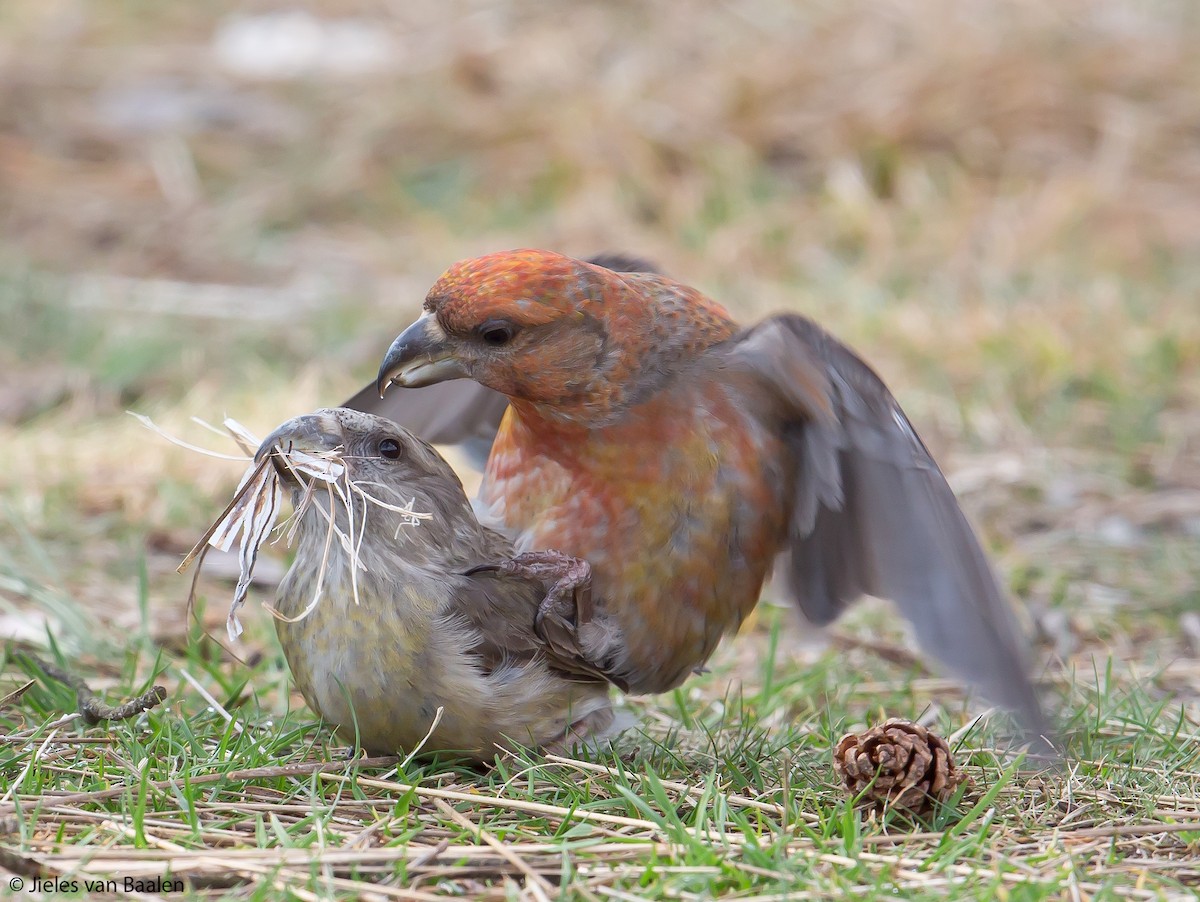 Parrot Crossbill - Jieles van Baalen