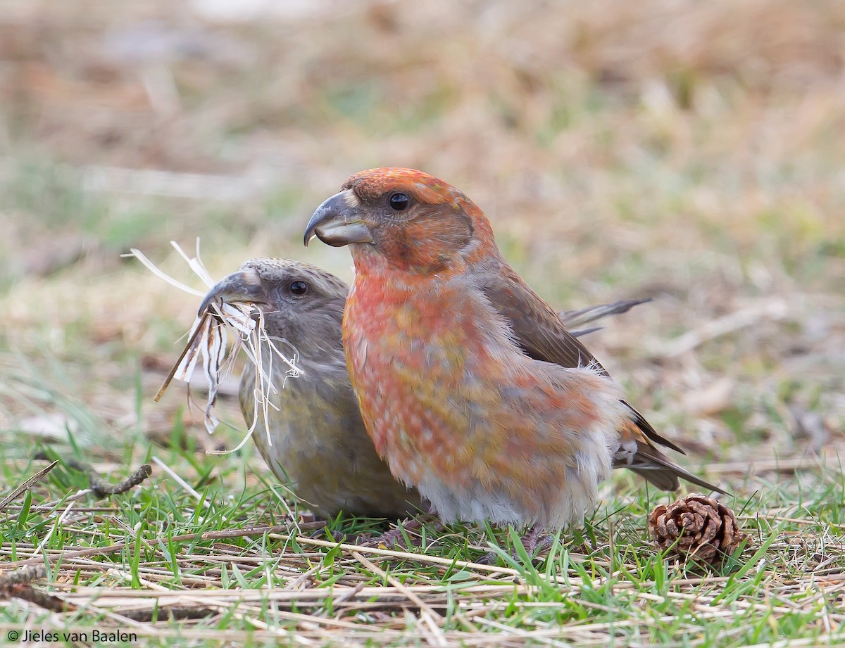 Parrot Crossbill - Jieles van Baalen