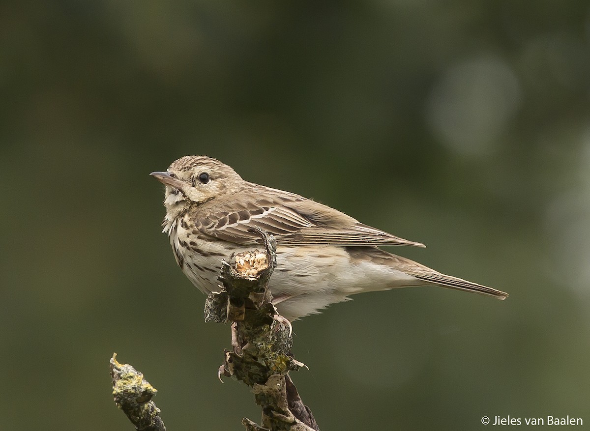 Tree Pipit - ML204714421