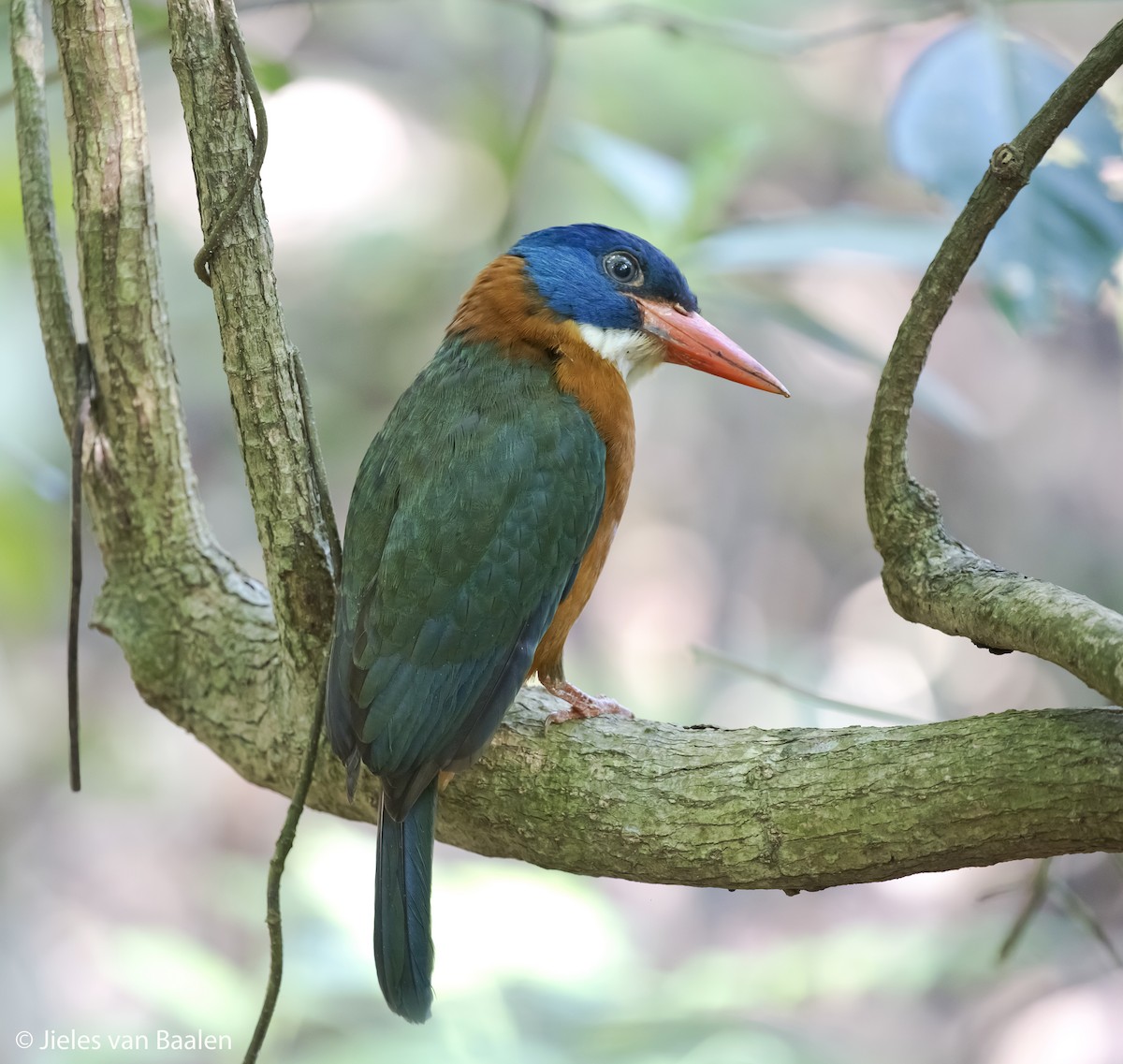 Green-backed Kingfisher (Blue-headed) - ML204714501