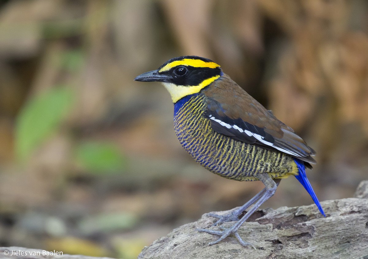 Javan Banded-Pitta - Jieles van Baalen