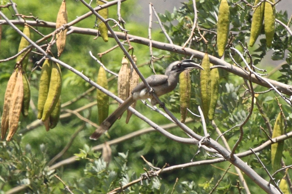 Indian Gray Hornbill - Vasanthan Panchavarnam