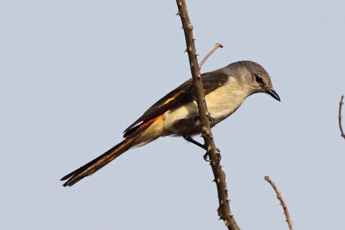 Small Minivet - ML204714801