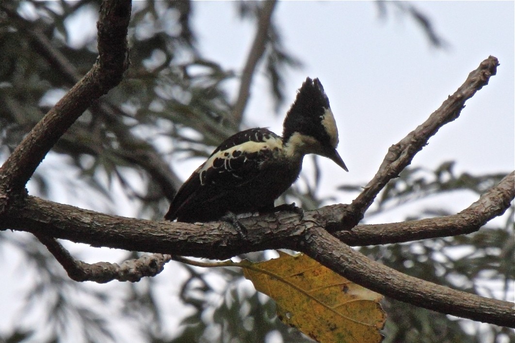 Heart-spotted Woodpecker - ML204714911