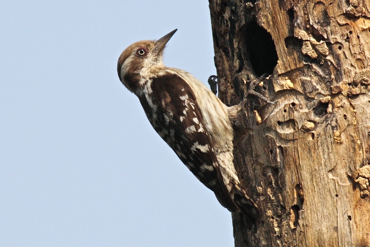 Brown-capped Pygmy Woodpecker - ML204714921