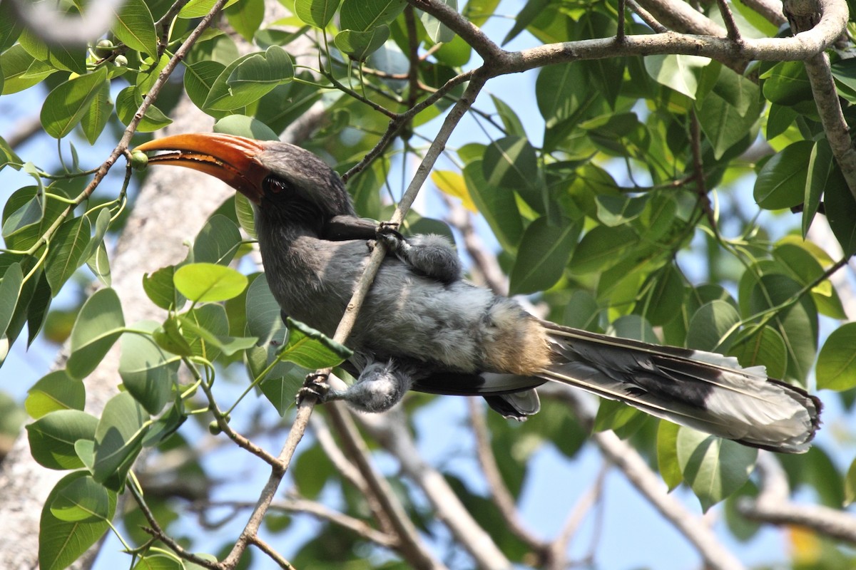 Malabar Gray Hornbill - Vasanthan Panchavarnam