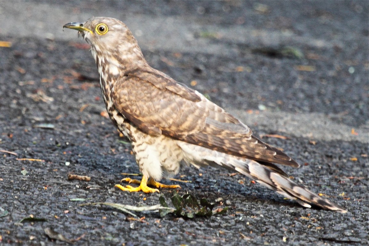 Common Hawk-Cuckoo - Vasanthan Panchavarnam