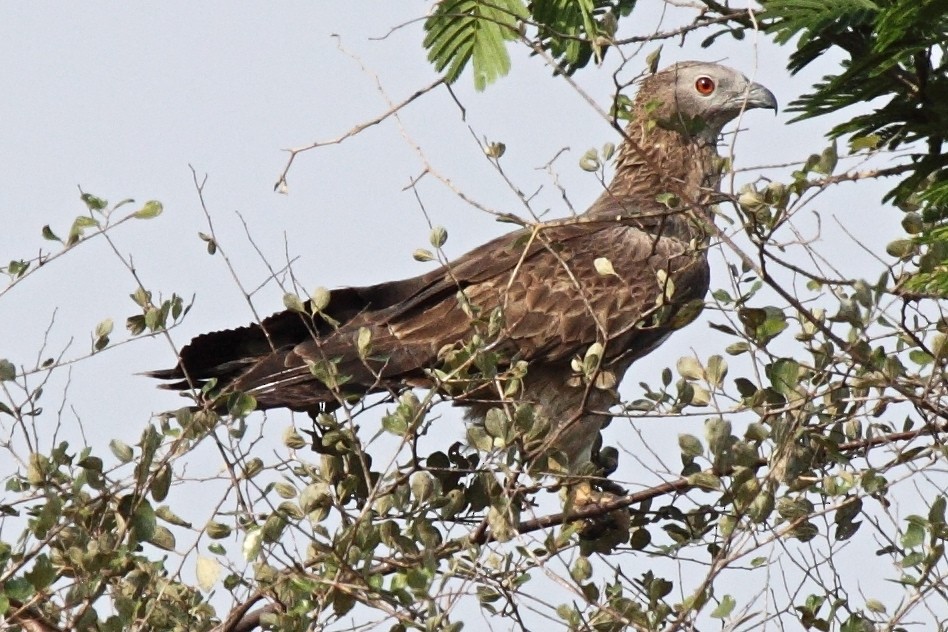 Хохлатый осоед (ruficollis/philippensis) - ML204714981