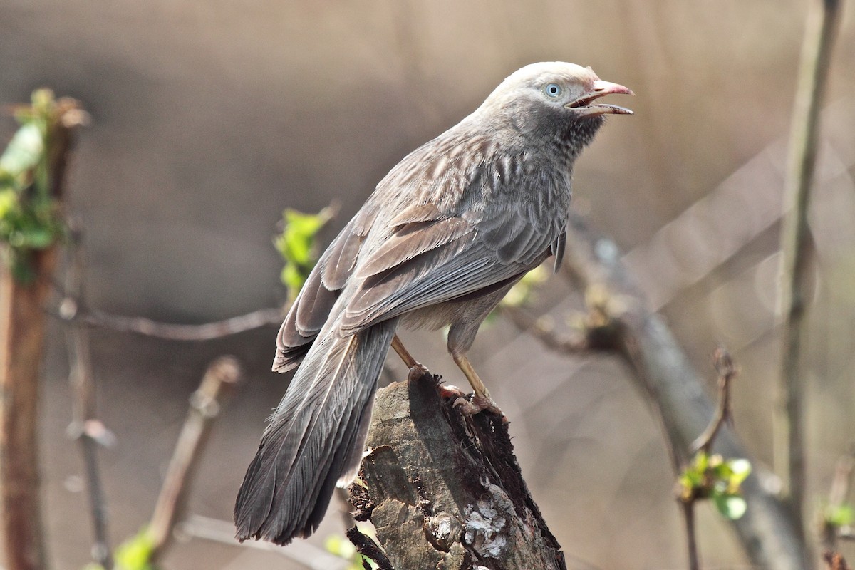 Yellow-billed Babbler - Vasanthan Panchavarnam