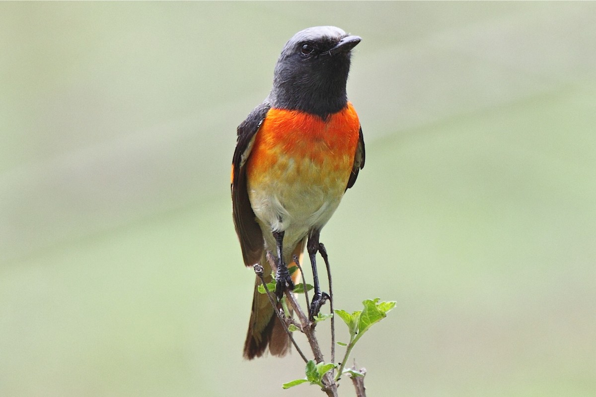 Small Minivet - ML204715151