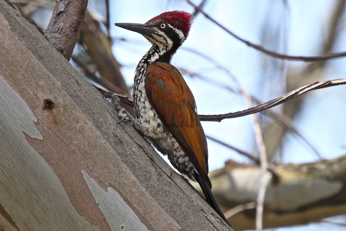 Malabar Flameback - ML204715161