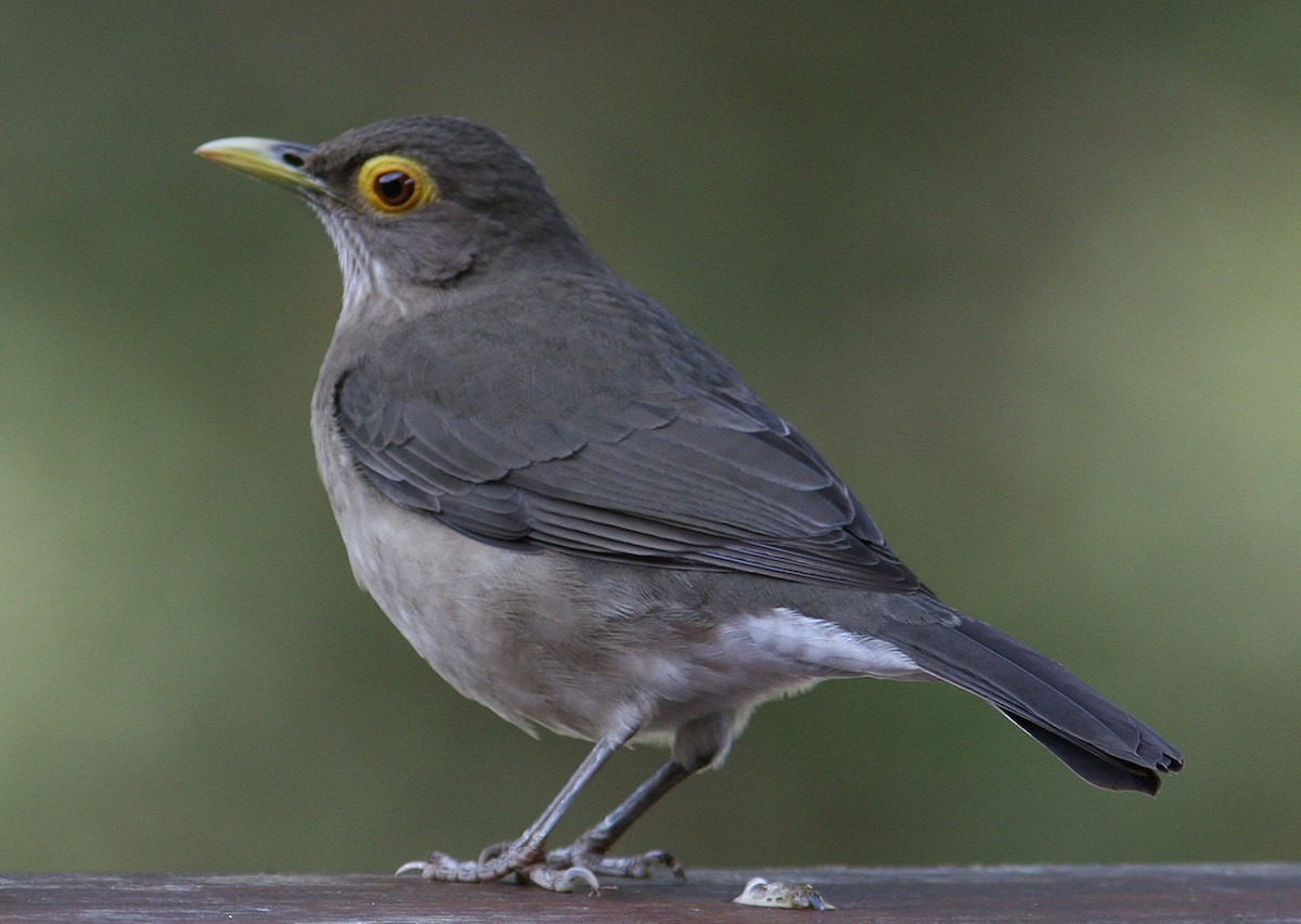 Spectacled Thrush - ML204715361