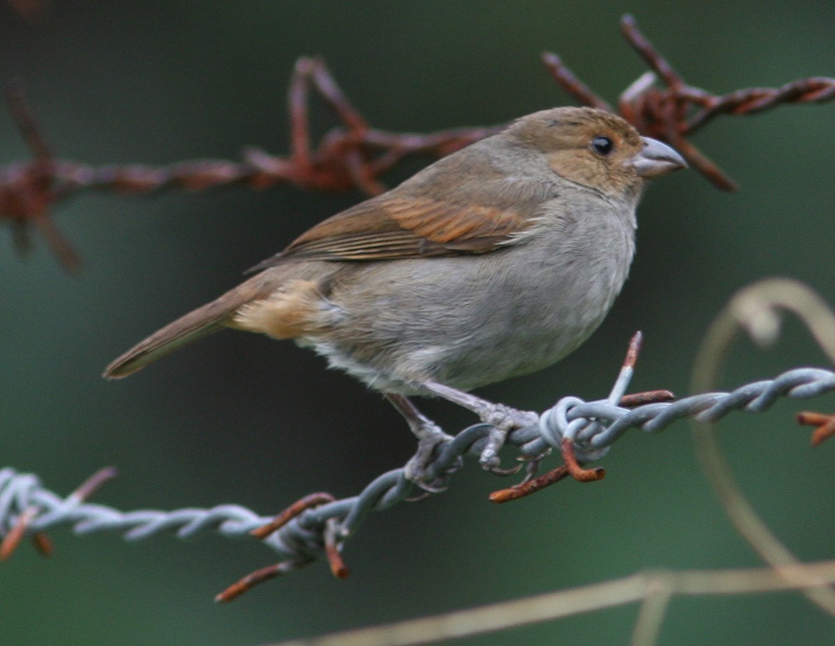 Lesser Antillean Bullfinch - Mikko Pyhälä