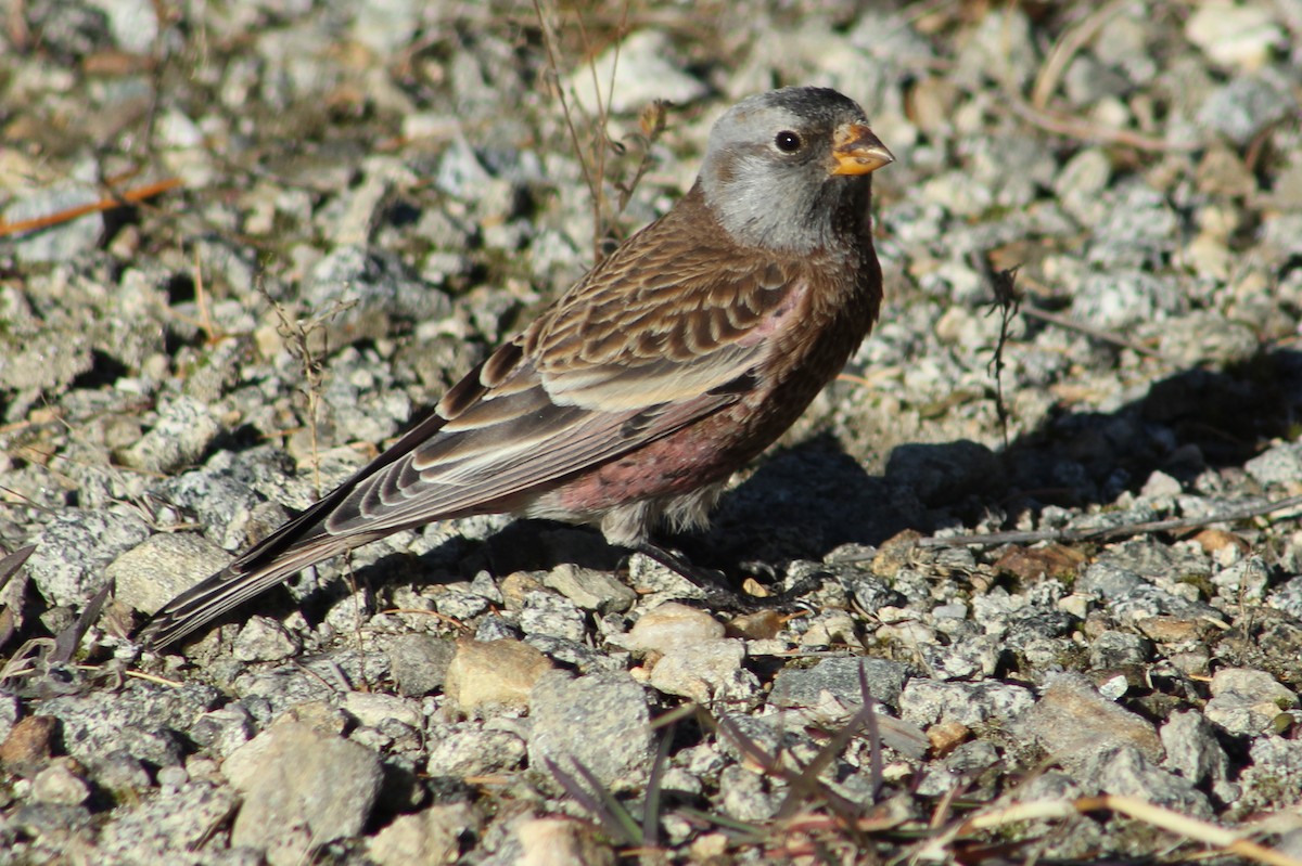 Gray-crowned Rosy-Finch - ML20471551
