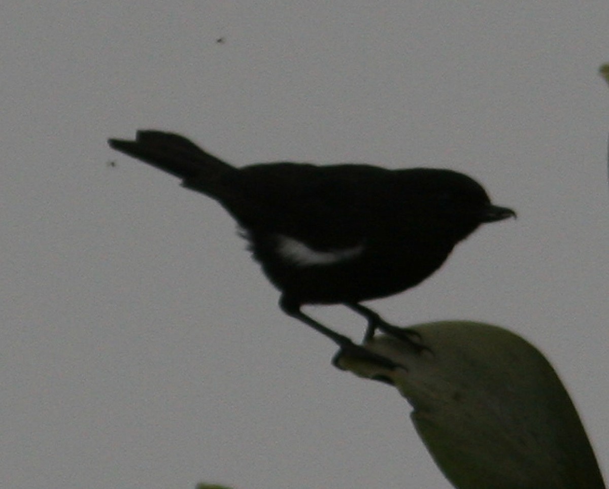 Venezuelan Flowerpiercer - ML204715601