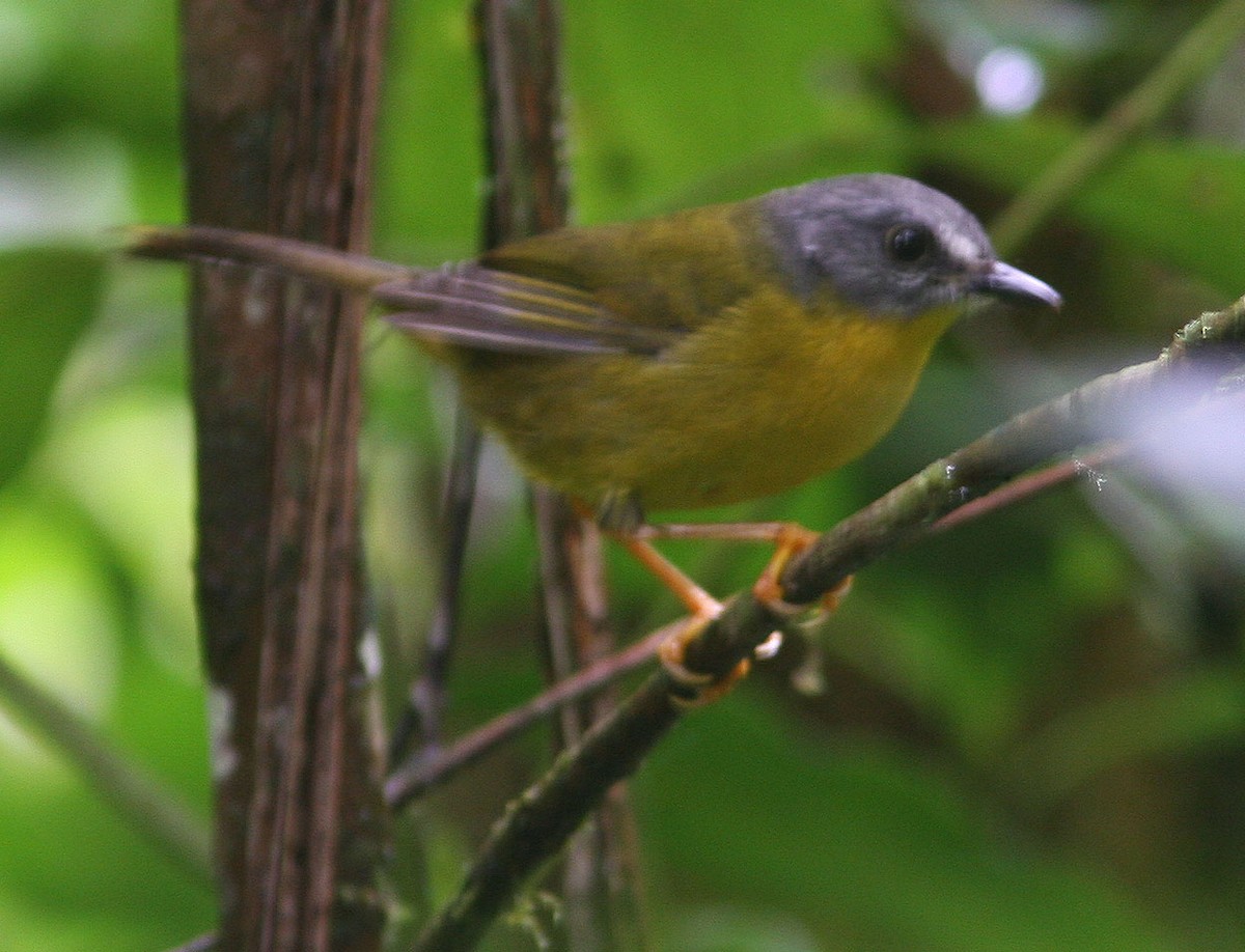 Gray-headed Warbler - ML204715661