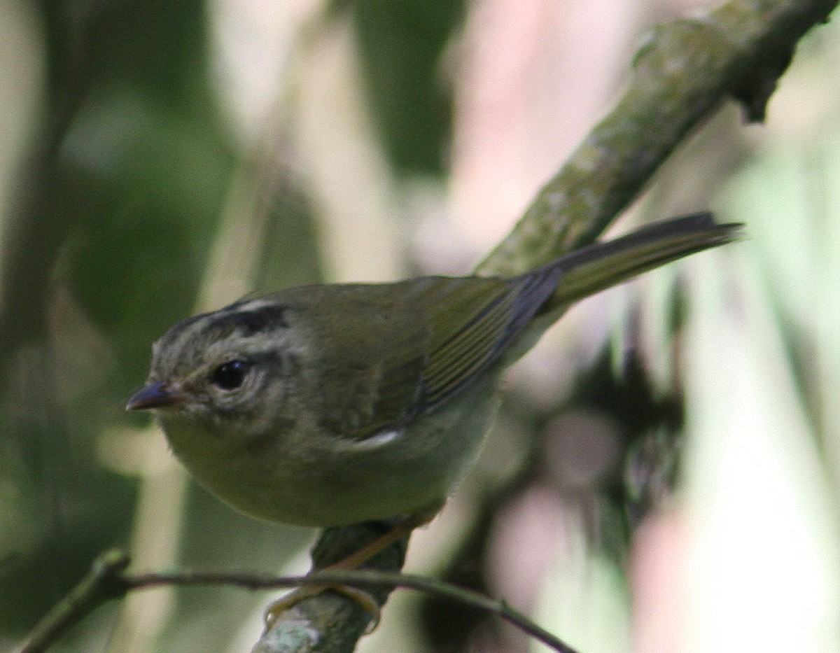 Three-striped Warbler (Venezuelan) - Mikko Pyhälä