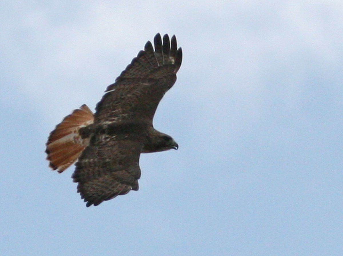 Red-tailed Hawk (jamaicensis) - Mikko Pyhälä