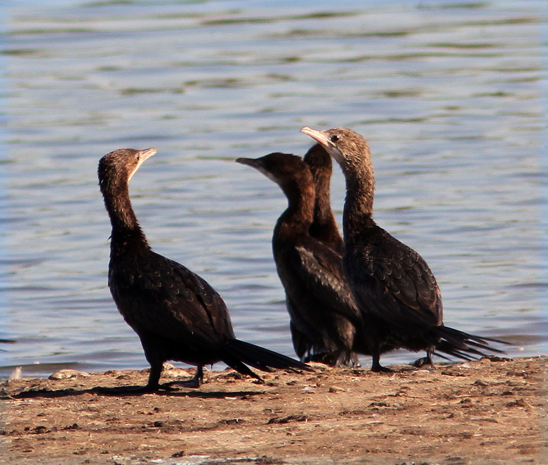 Pygmy Cormorant - Mikko Pyhälä