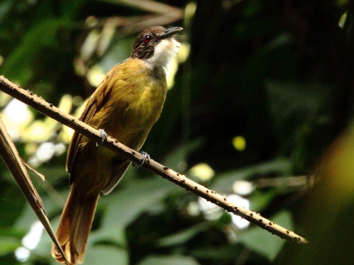 Eastern Bearded-Greenbul - Mikko Pyhälä