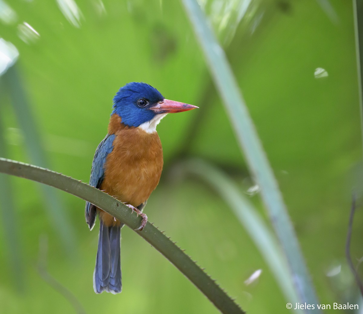 Green-backed Kingfisher (Blue-headed) - ML204716371