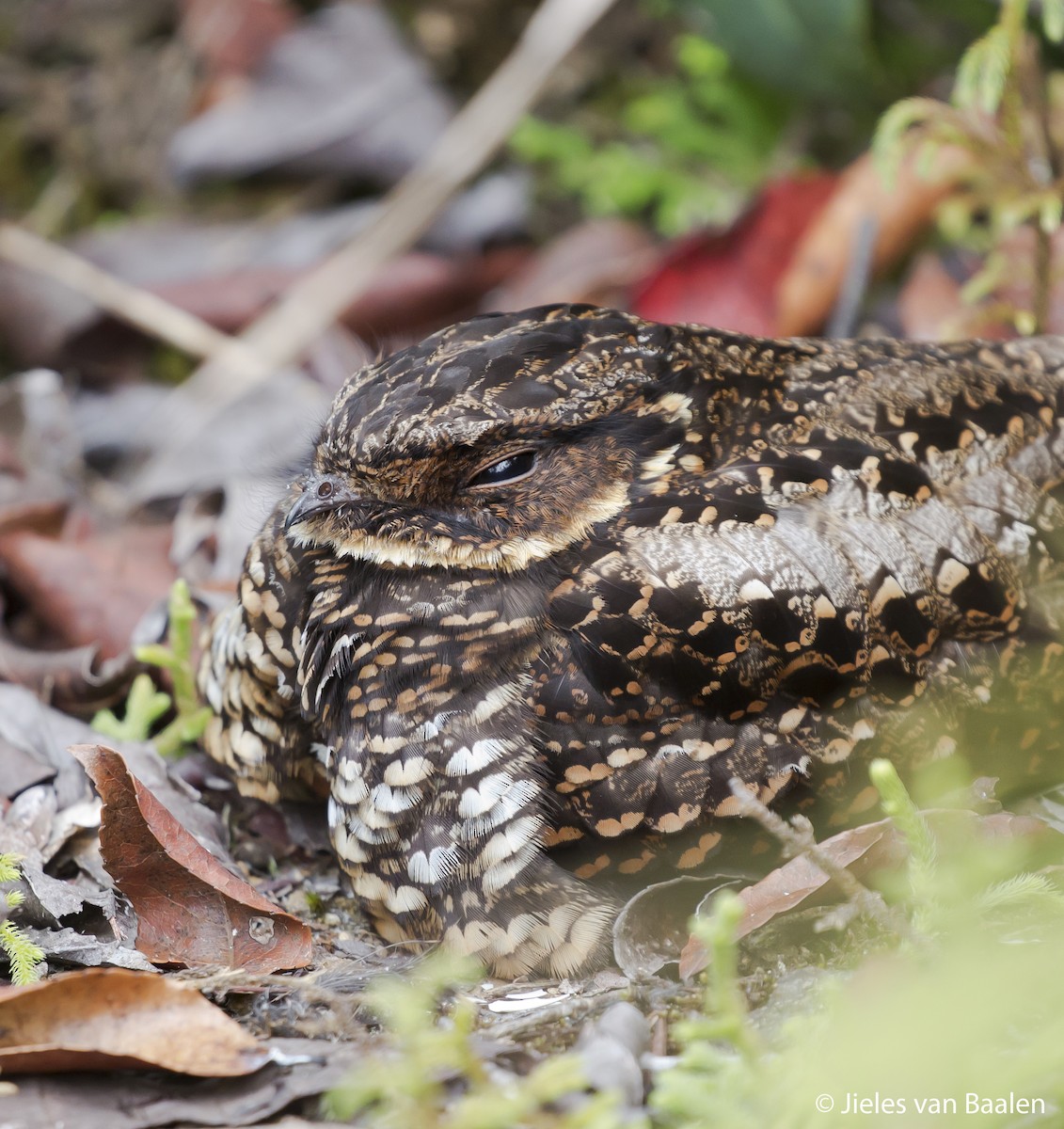 Diabolical Nightjar - ML204716391