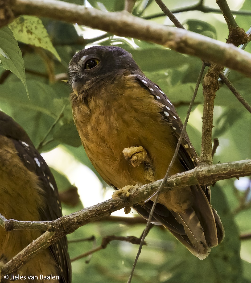 Ochre-bellied Boobook - ML204716411