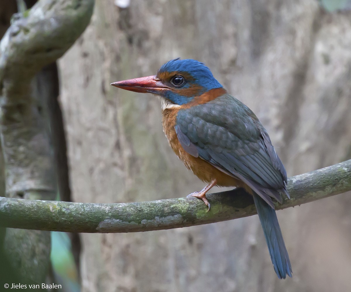 ledňáček modrohlavý (ssp. monachus) - ML204716431