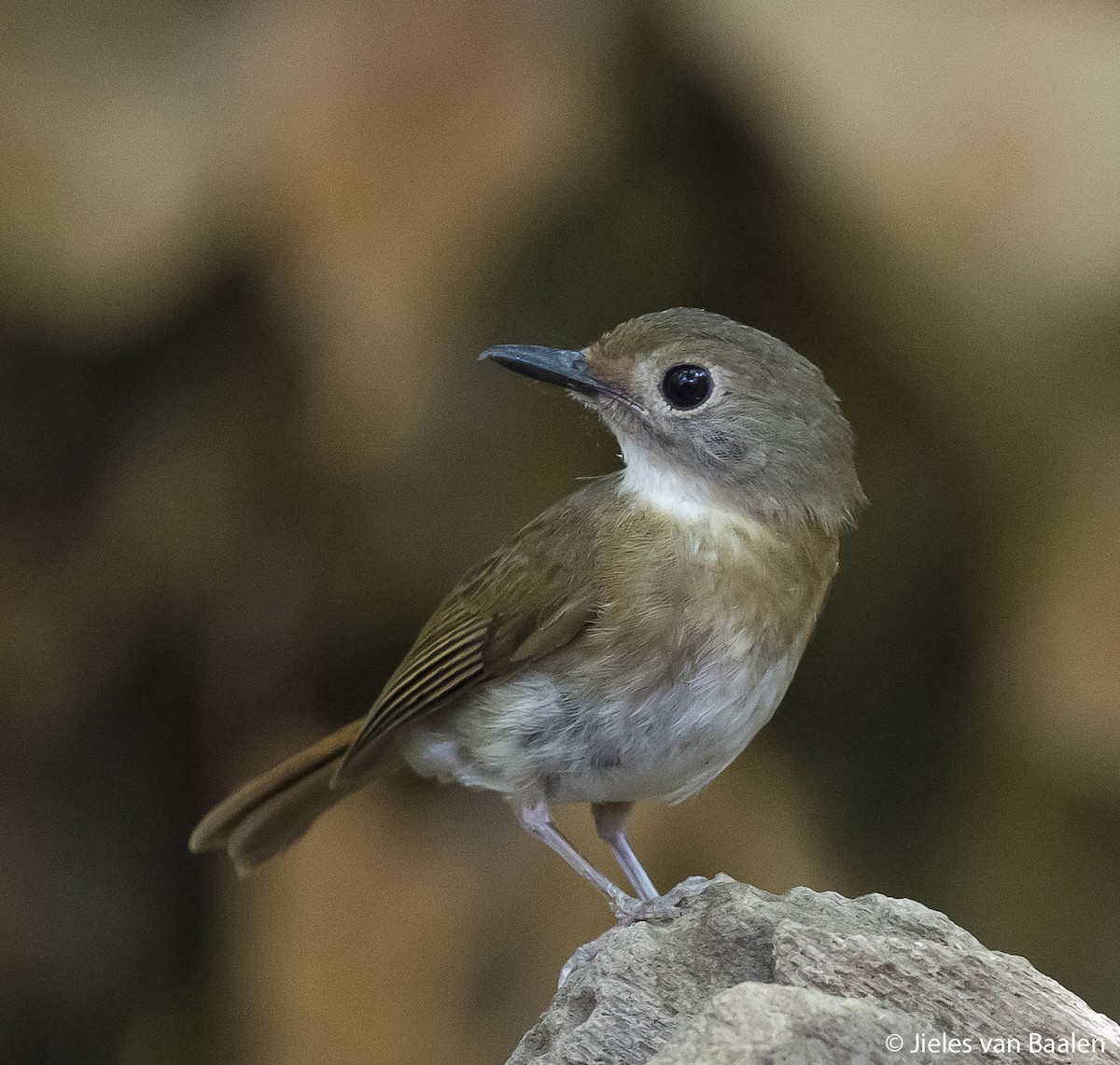 Fulvous-chested Jungle Flycatcher - ML204716451