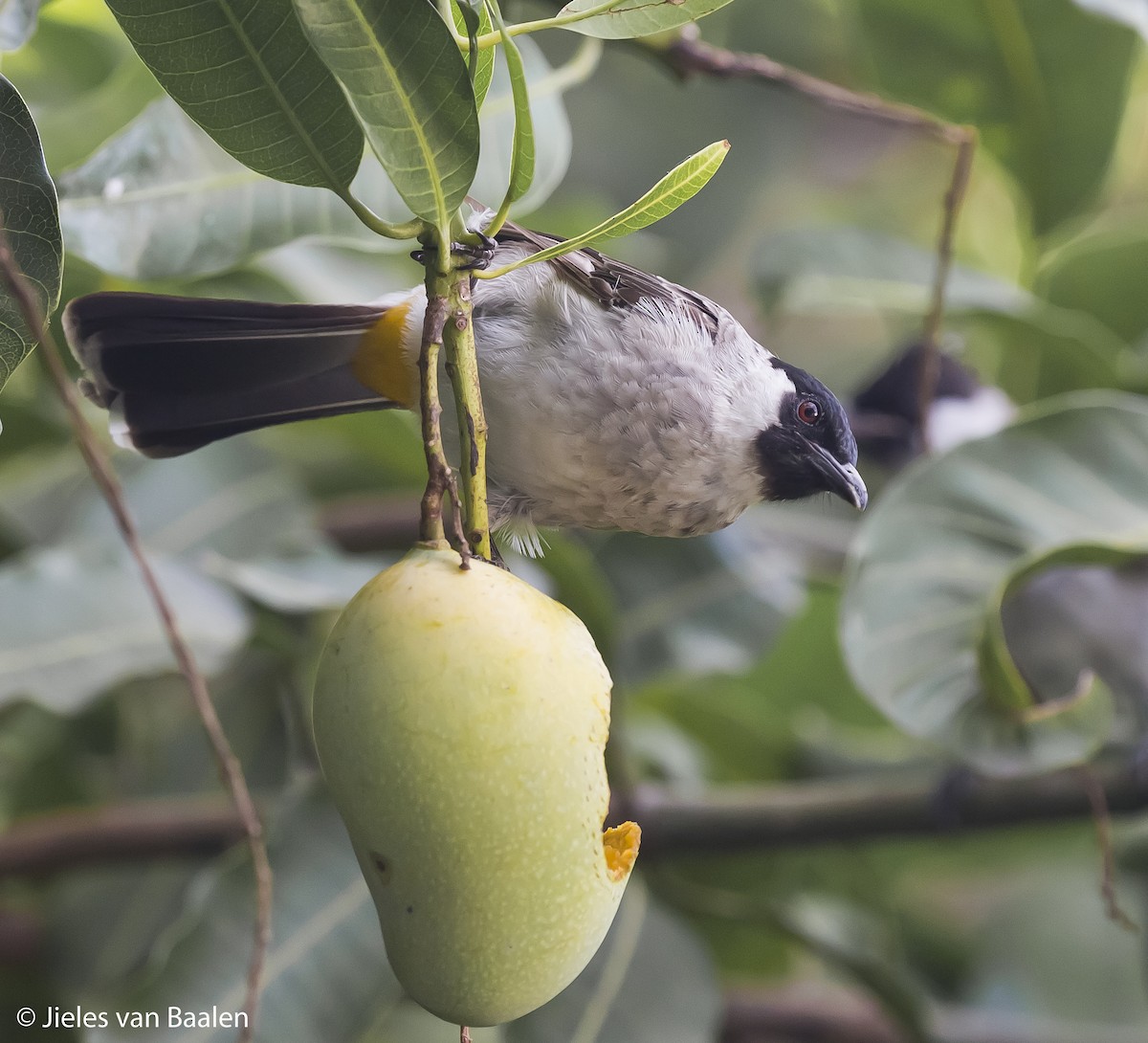 Bulbul Ventridorado - ML204716461