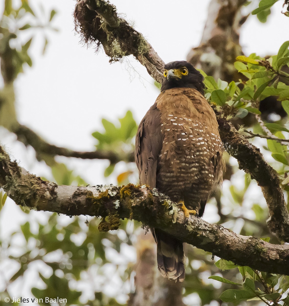 Sulawesi Serpent-Eagle - ML204716481