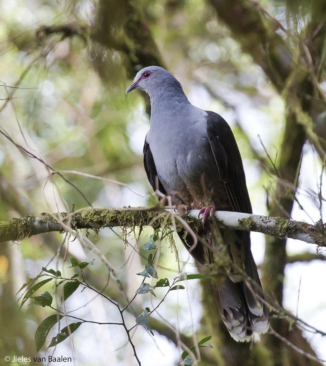 Sombre Pigeon - ML204716491