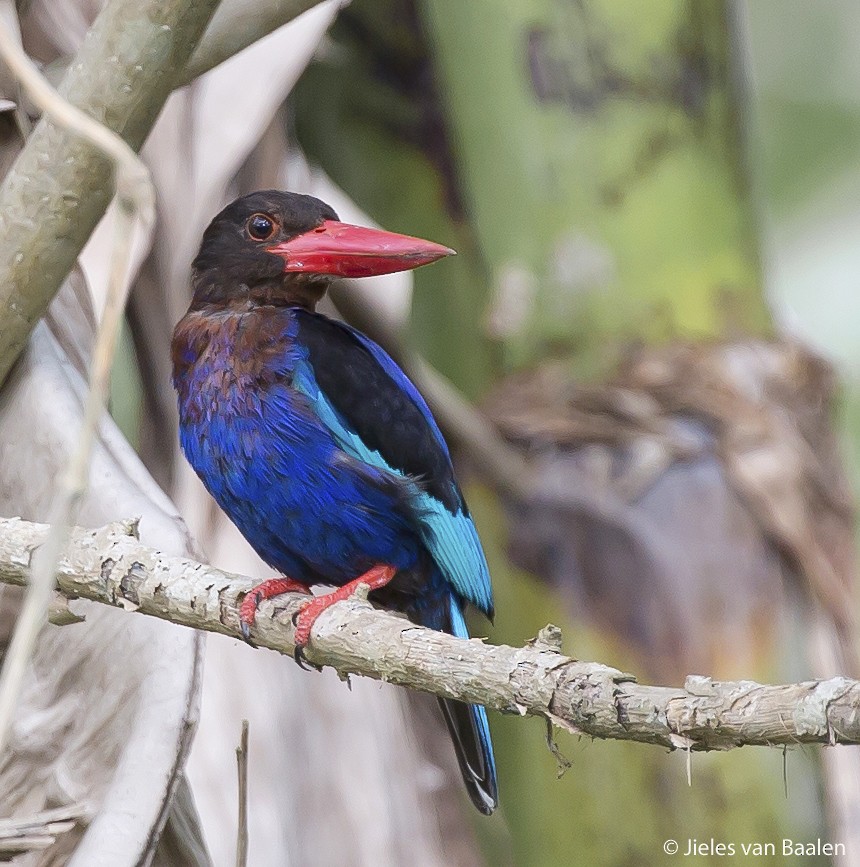 Javan Kingfisher - Jieles van Baalen