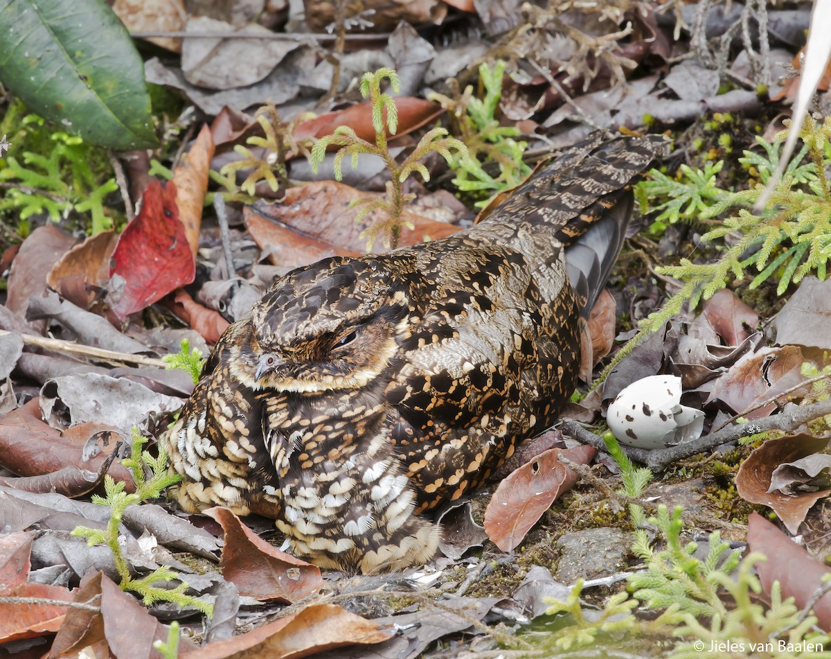 Diabolical Nightjar - ML204716611