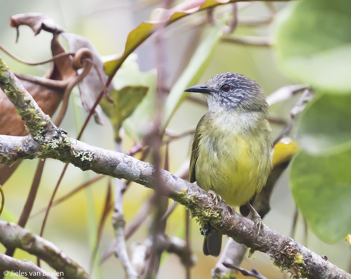 Sulawesi Heleia - ML204716621