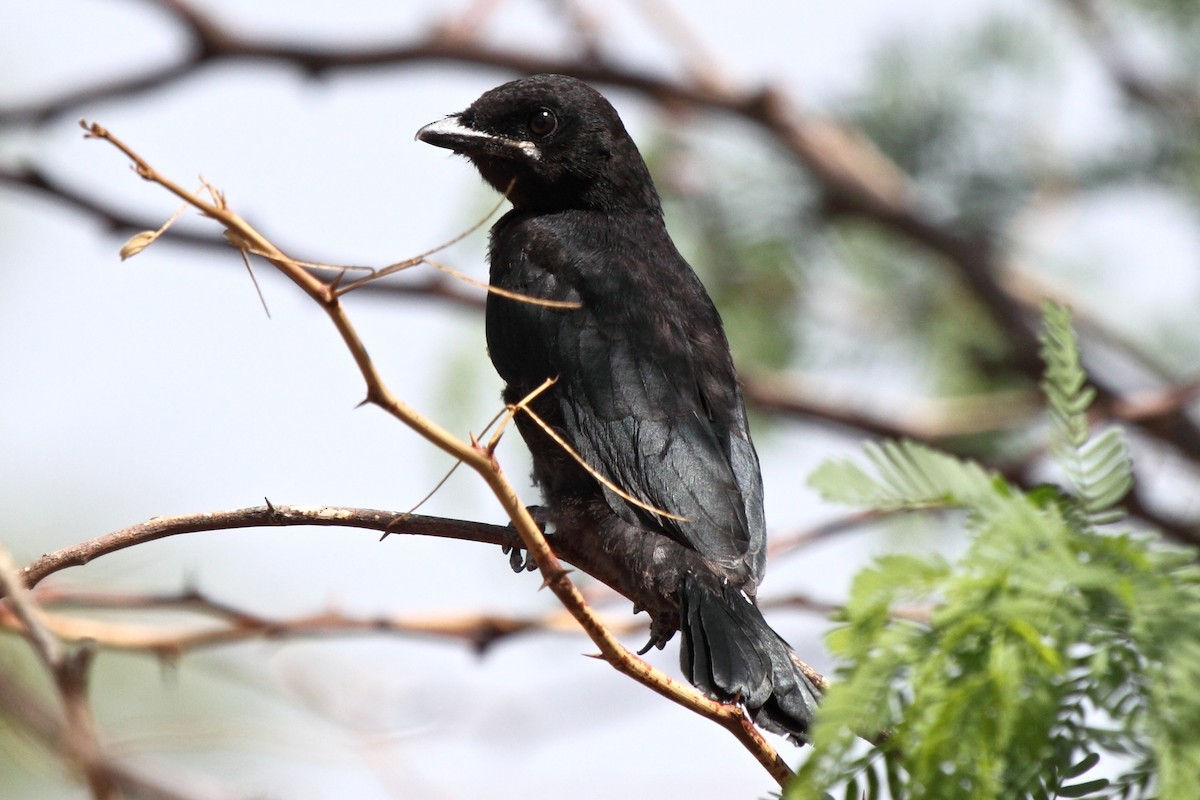 Drongo royal - ML204716681