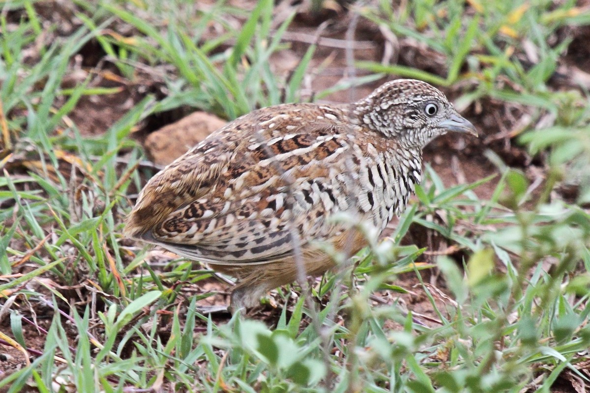 Barred Buttonquail - Vasanthan Panchavarnam