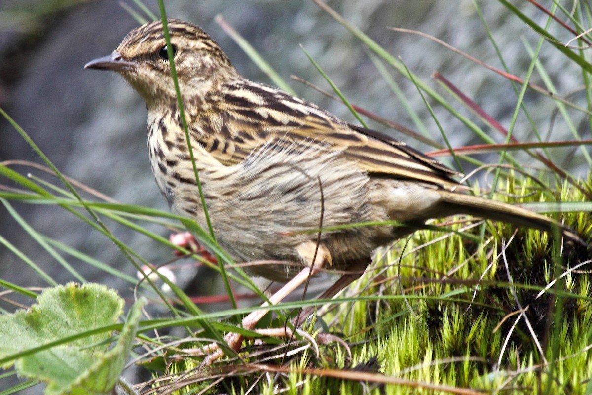 Nilgiri Pipit - ML204717161