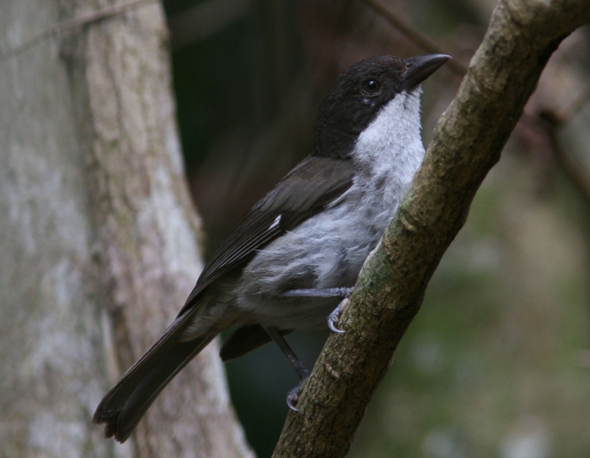 Puerto Rican Tanager - Mikko Pyhälä