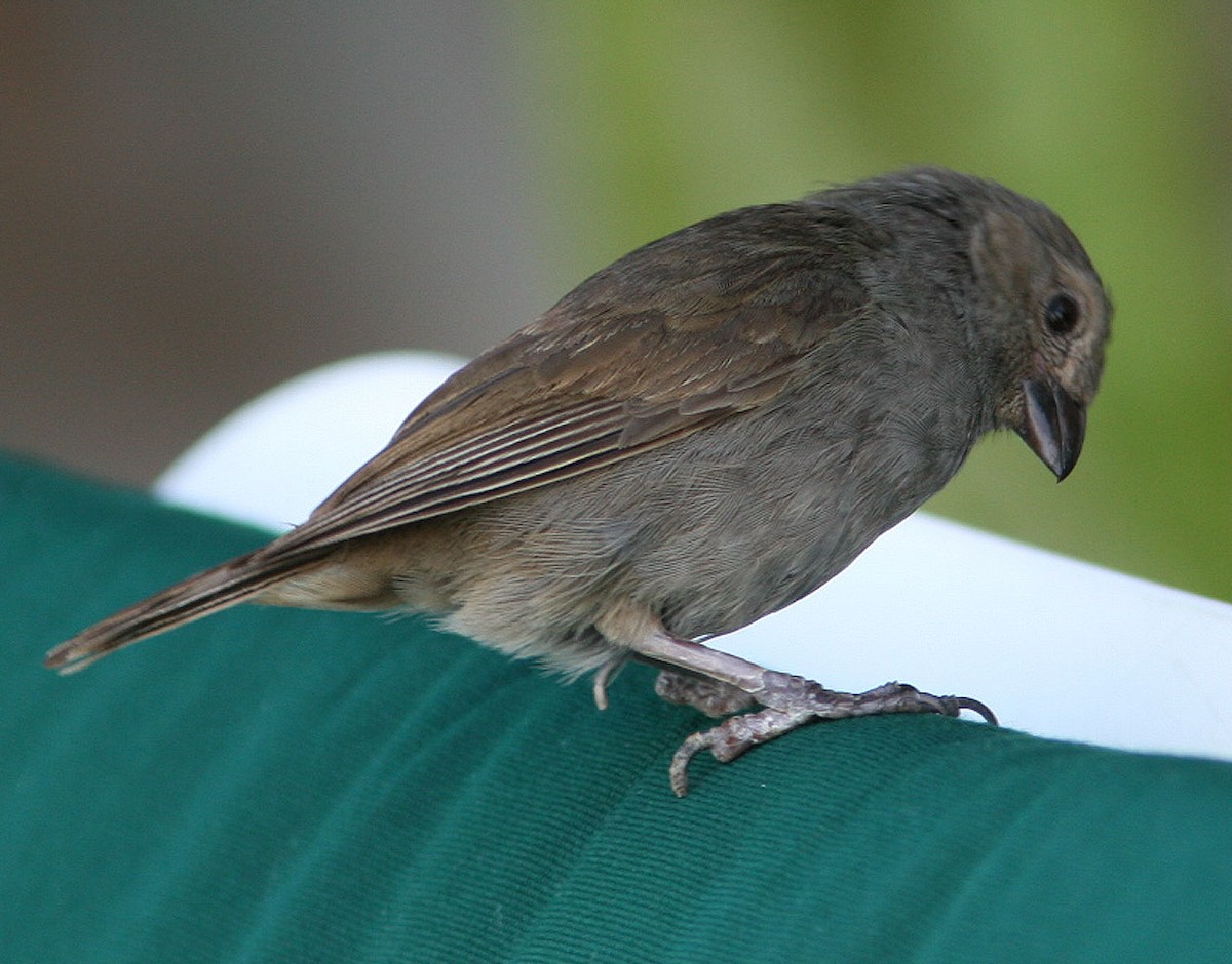 Barbados Bullfinch - ML204717521