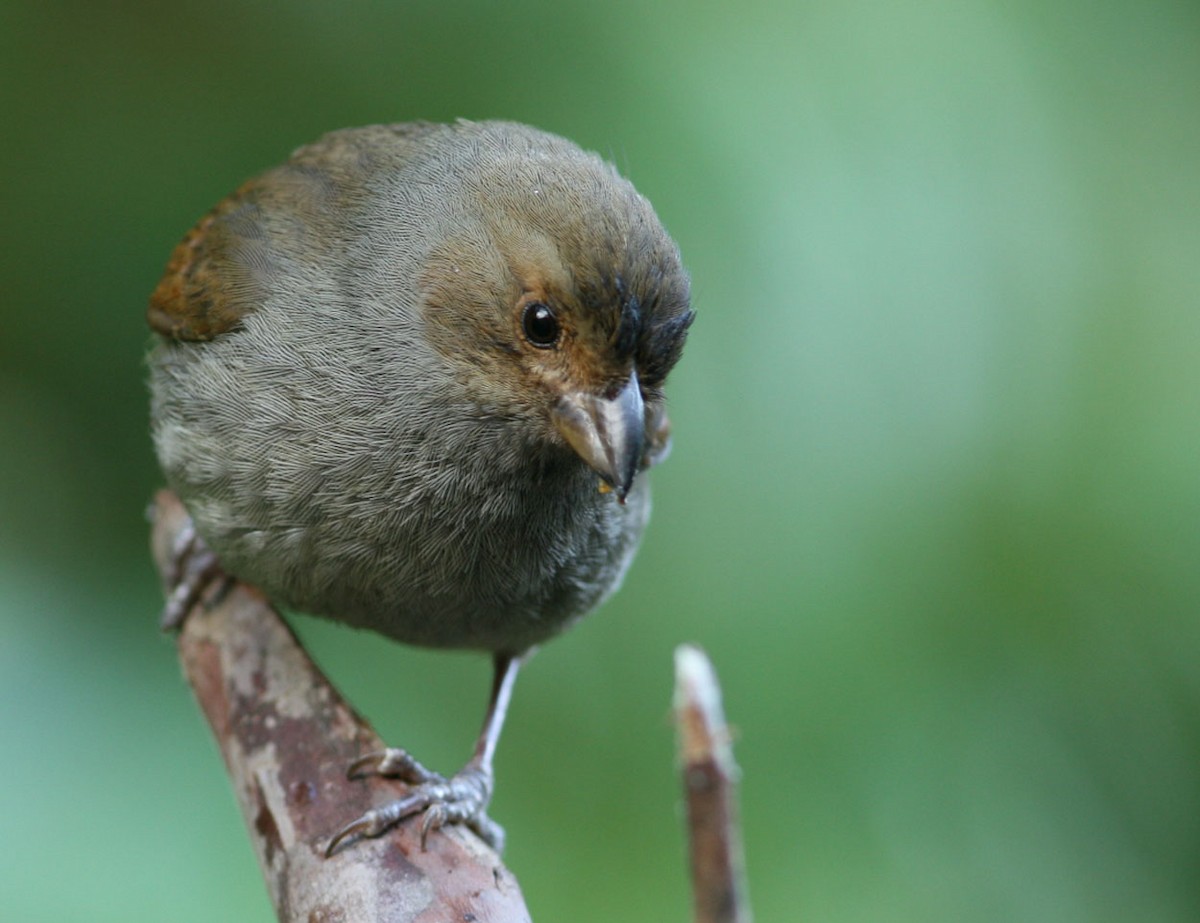 Lesser Antillean Bullfinch - ML204717531