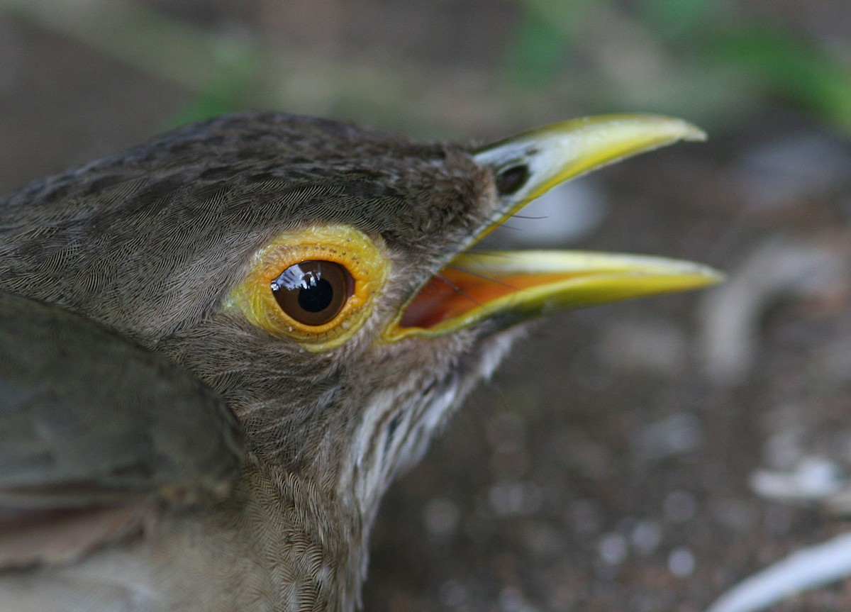 Spectacled Thrush - ML204717741